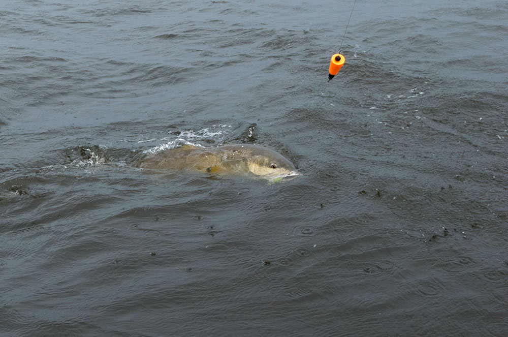 Bull Red in Water