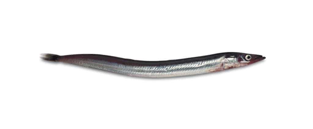 Sand eel example